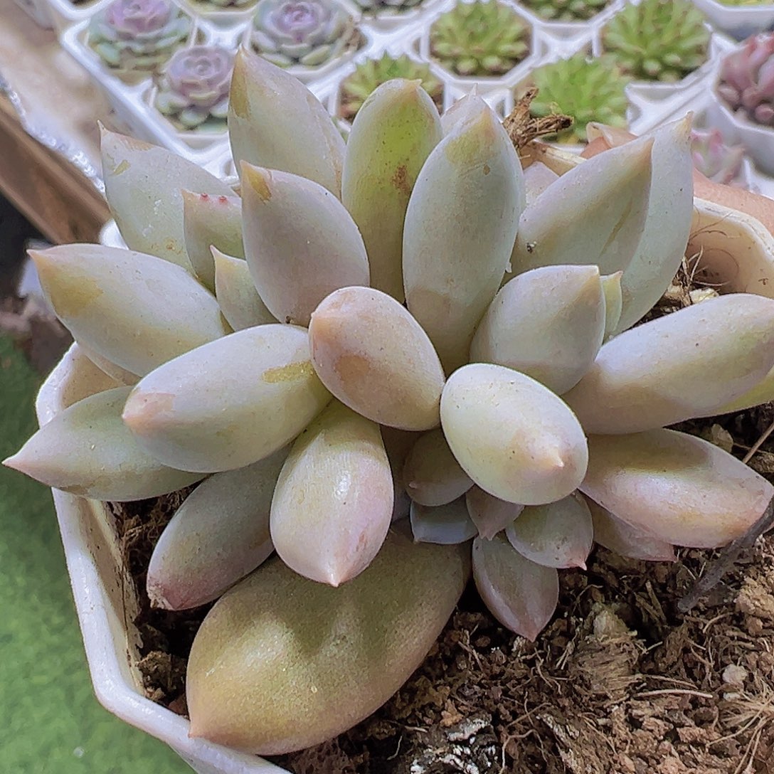 哥特19包邮也哦肉植物