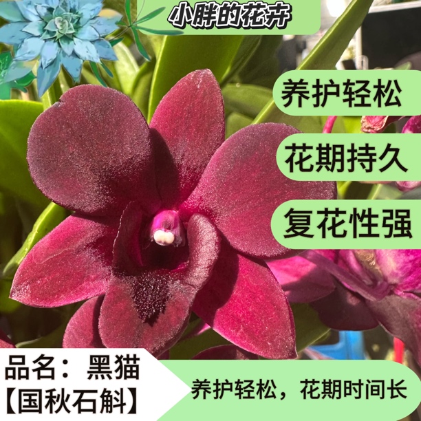 精品《秋石斛：黑猫 》特点:中大花型，颜色黑红，颜色高贵，丝绒质感苗