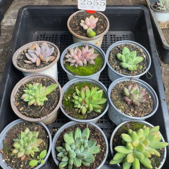 2555多肉植物一物一拍