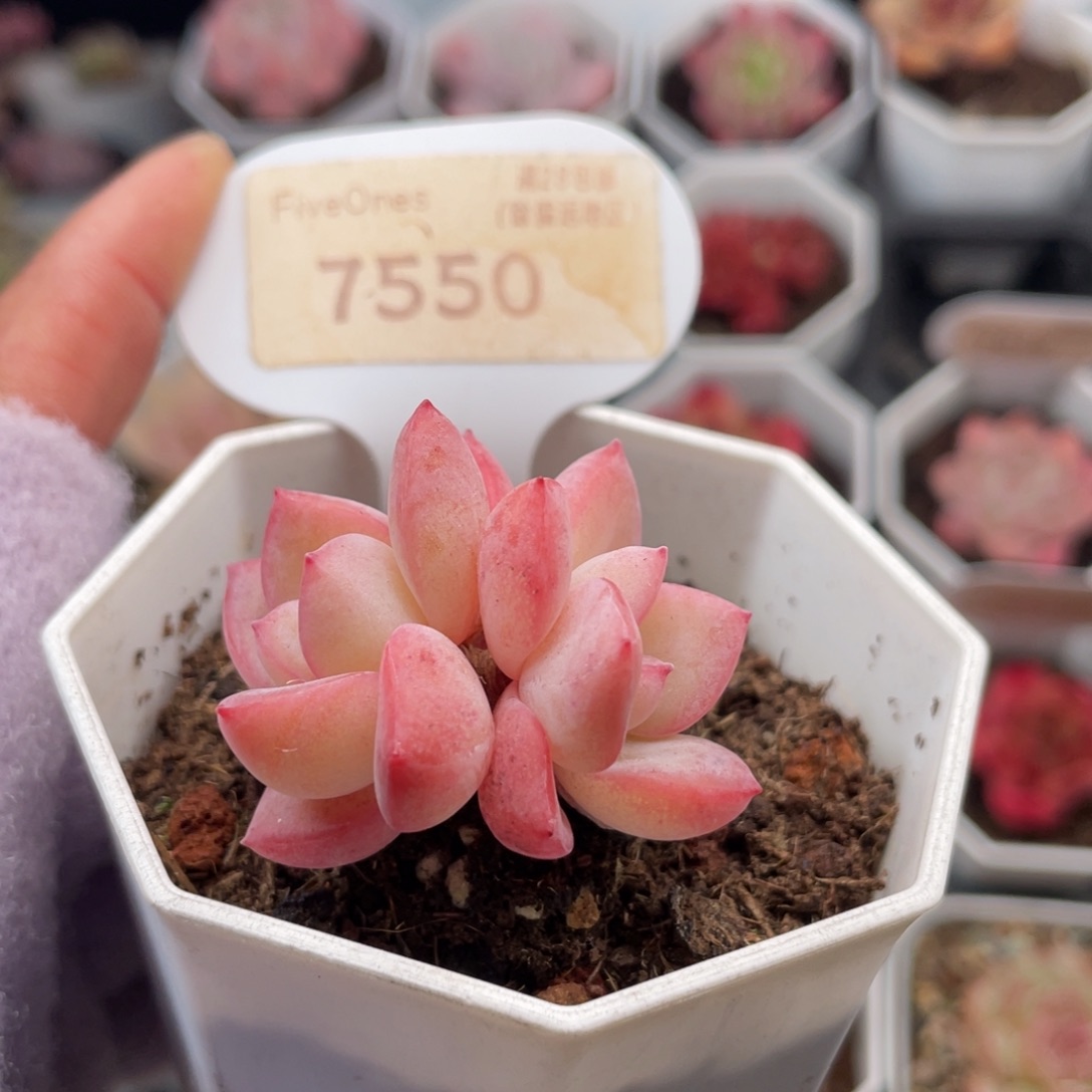 草莓泡芙7550-3.5厘米