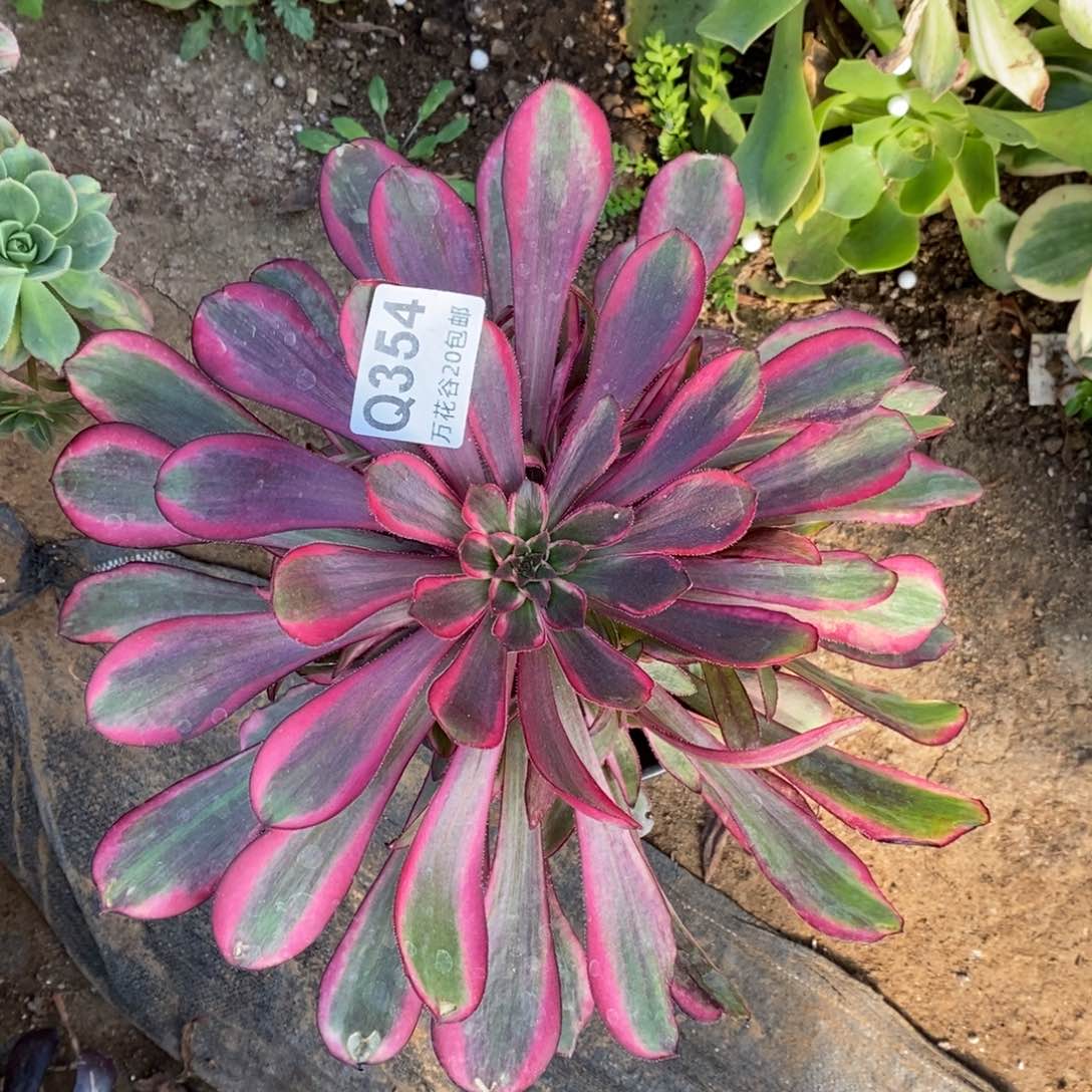 354丽娜多肉植物