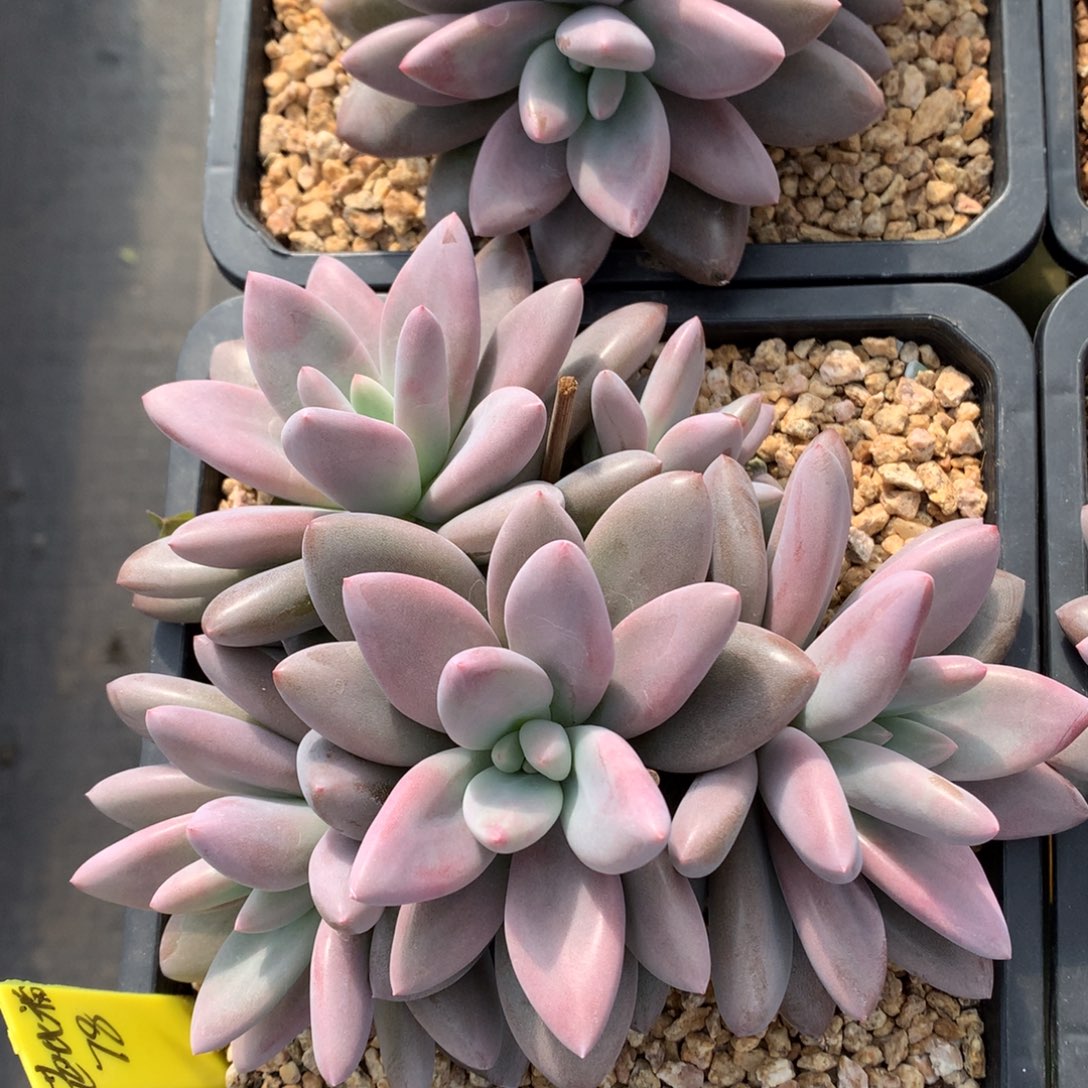 芭比粉 多头 一颗   