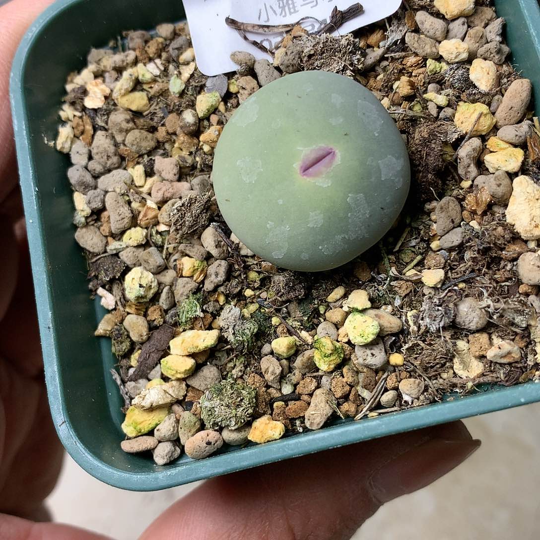 A402多肉植物保护研究所