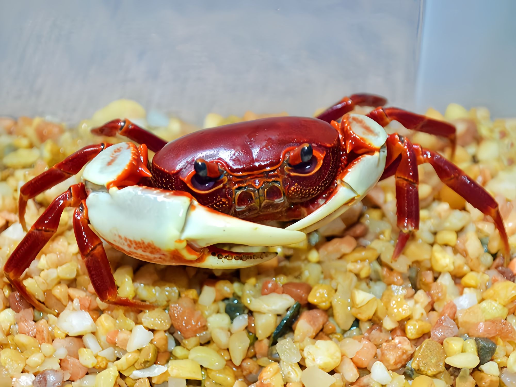 南海溪蟹香港HK红淡水宠物血手白手螃蟹杂食原生易养水陆观赏蟹