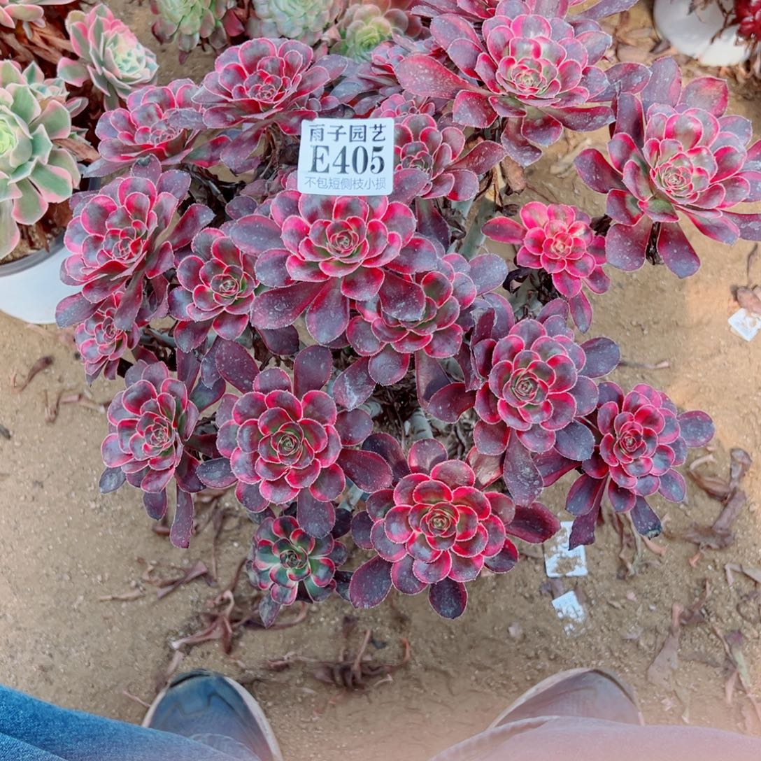 405丽娜尺寸40左右