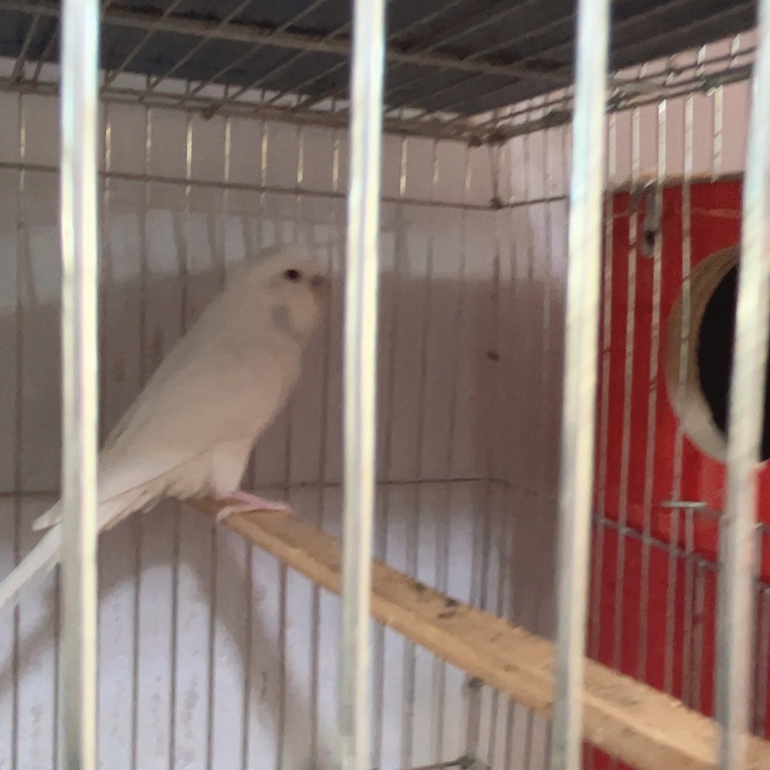 云***锦虎皮鹦鹉我的小姐姐真的好