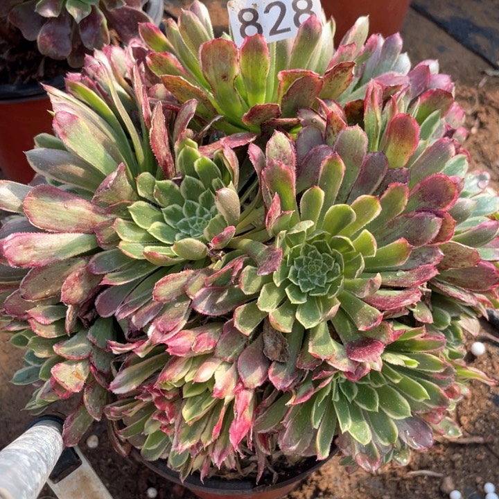 828多肉植物金丝楠木