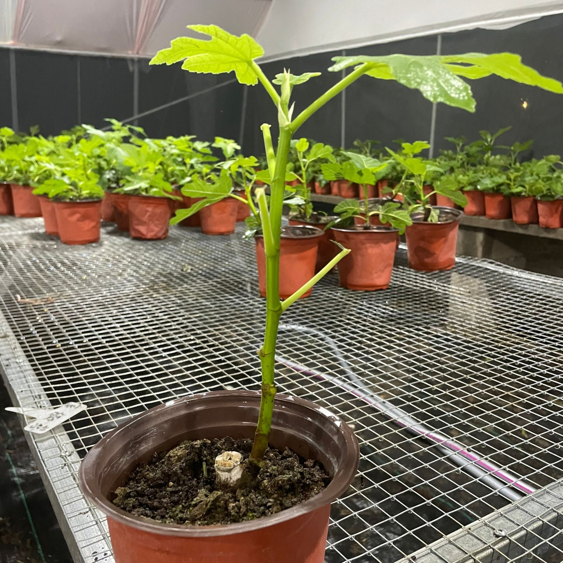 金傲芬无花果小盆栽地栽南北方阳台庭院种植产量高单果大口感甜糯