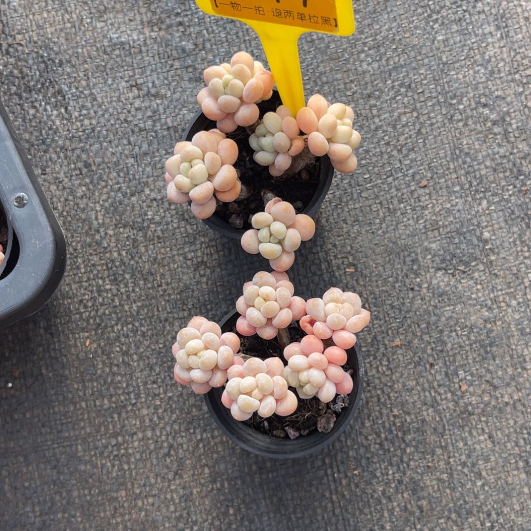 ****️云尘多肉一物一拍247