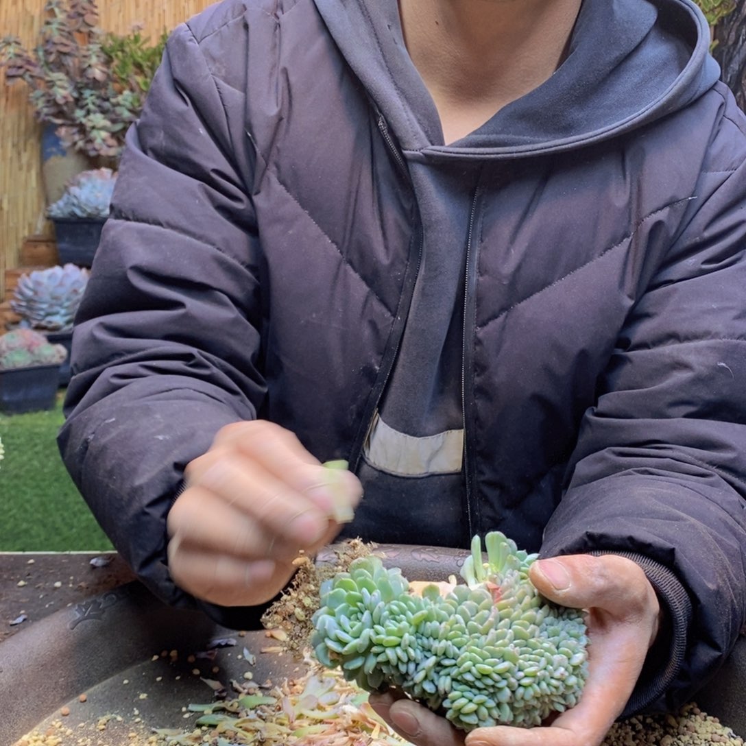 啊*涵38 号白胖子缀化