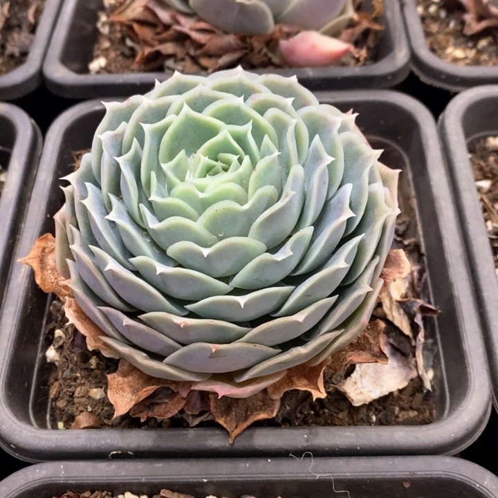 63。蓝丝绒。单头。