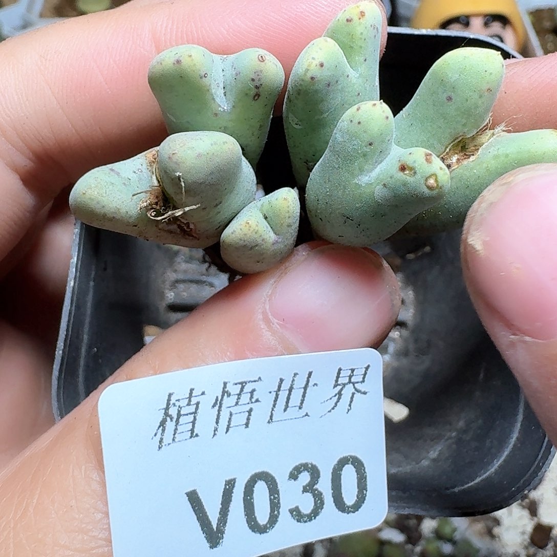 030盒多肉植物哇f f