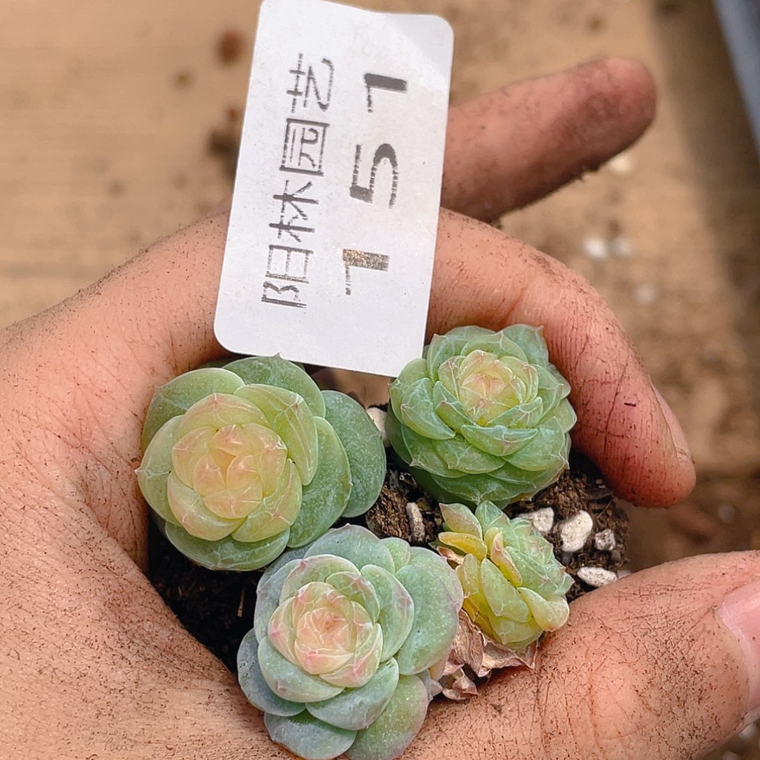 多肉植物多肉植物151