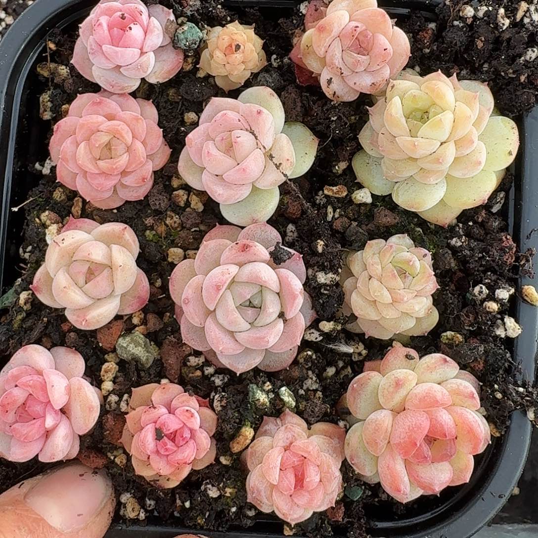 杂交新品珍妮多肉1602