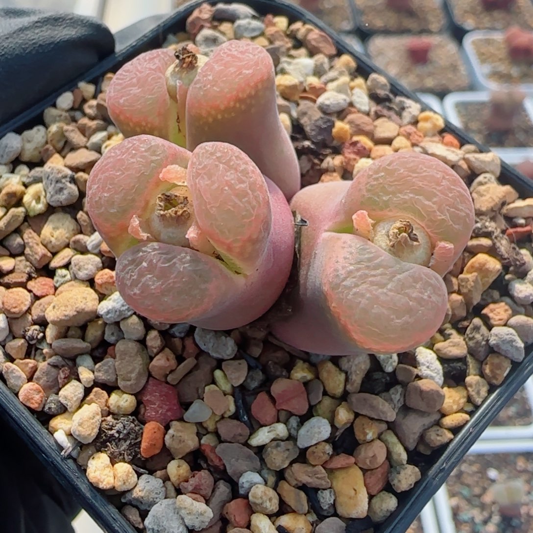 多肉植物粉云36号