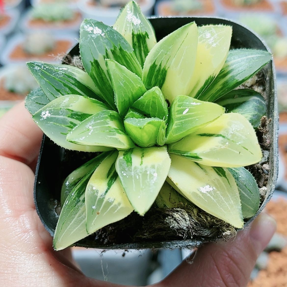 【闪购商品】姬寿锦