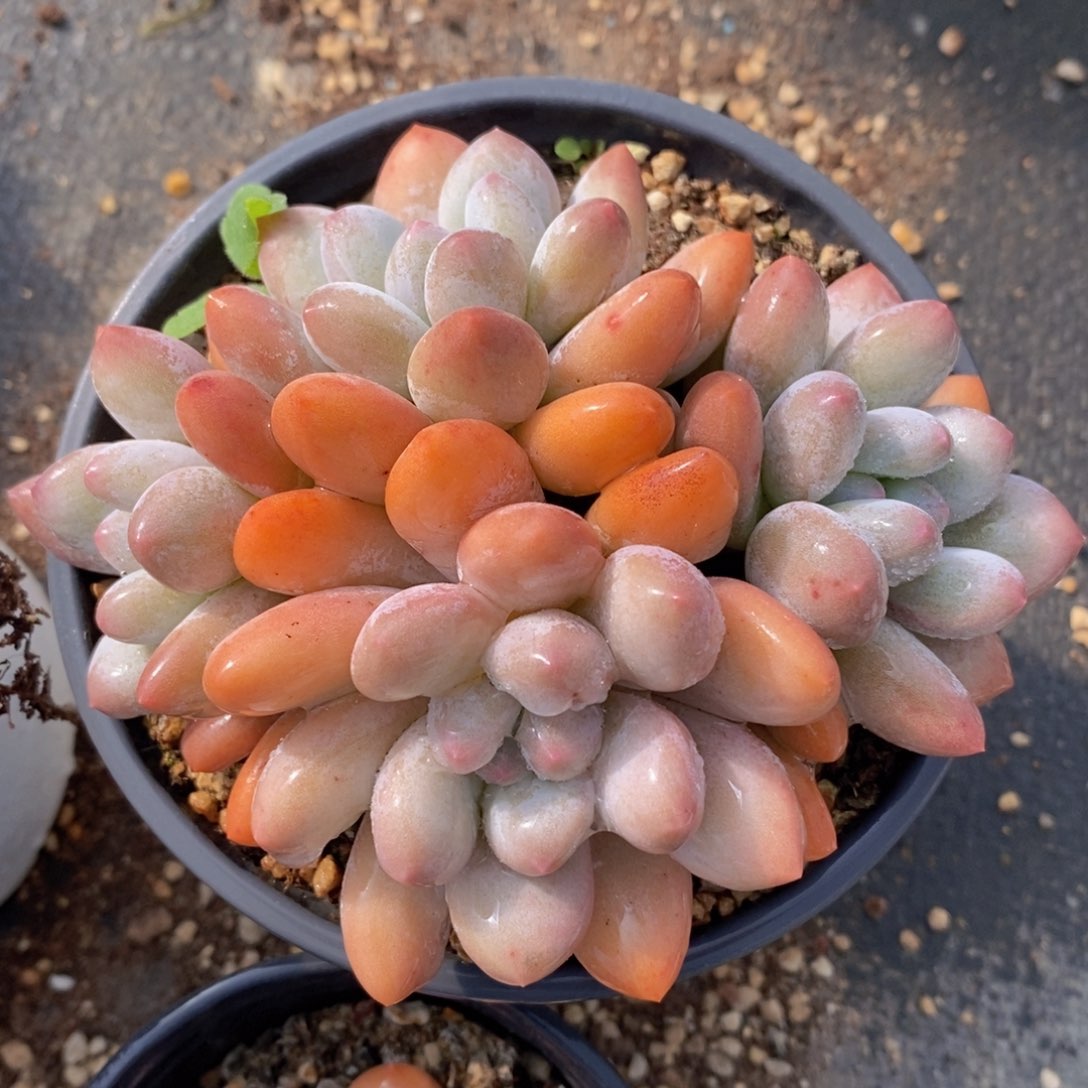 可问主播品种，下滑链接更多品种选择