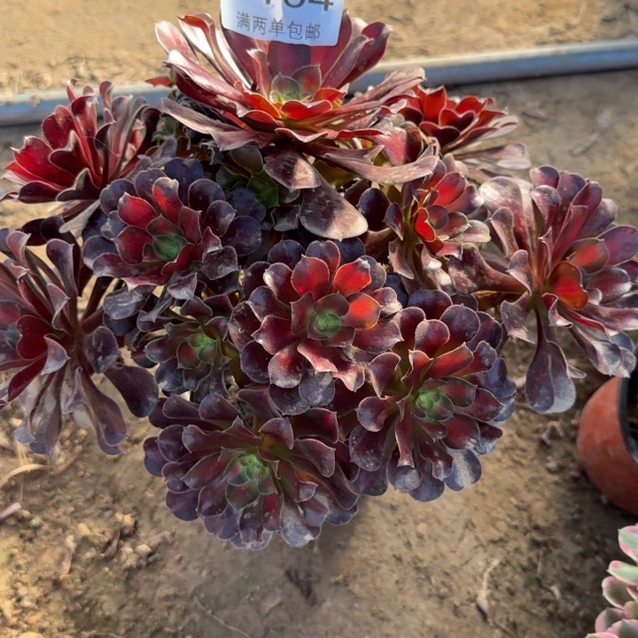 7104红日多肉植物