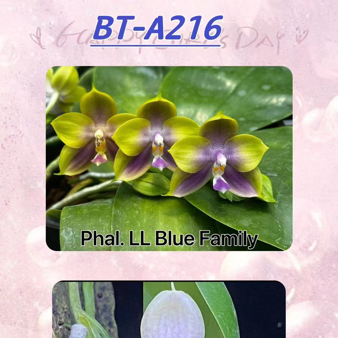 大树 BT-A216 （ 苗）