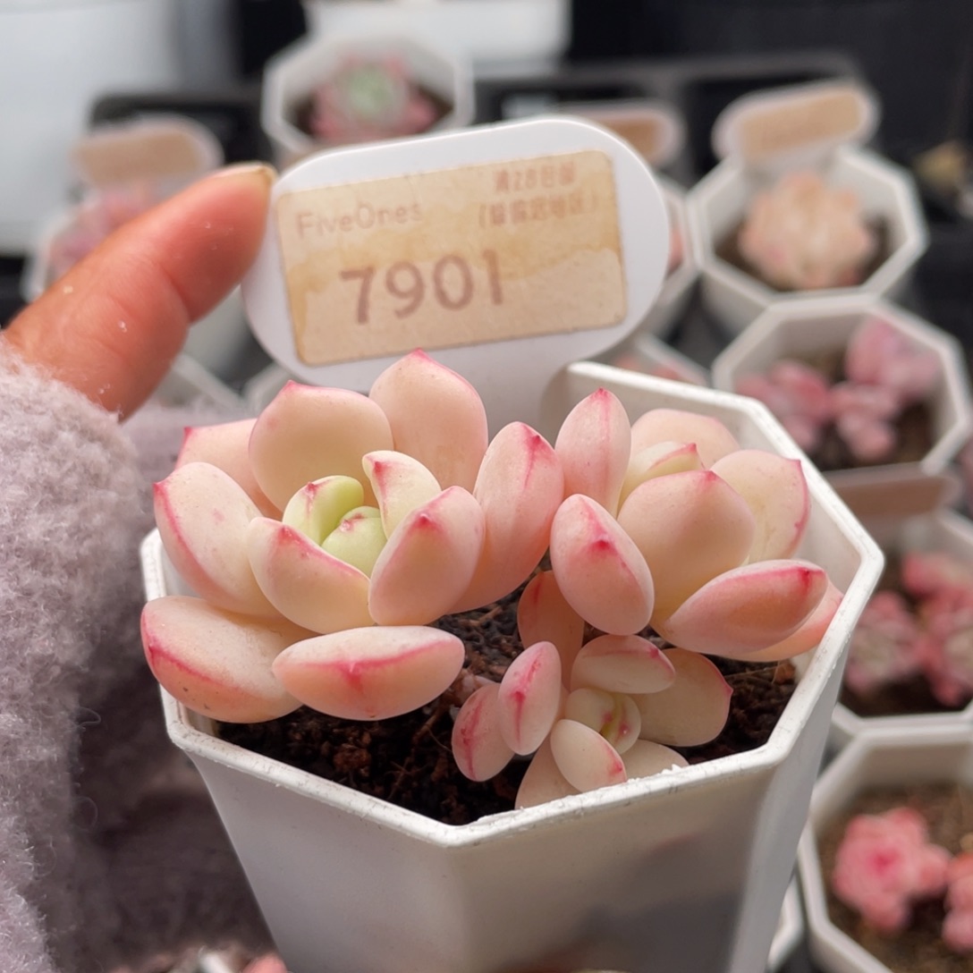 香草7901-6.0厘米