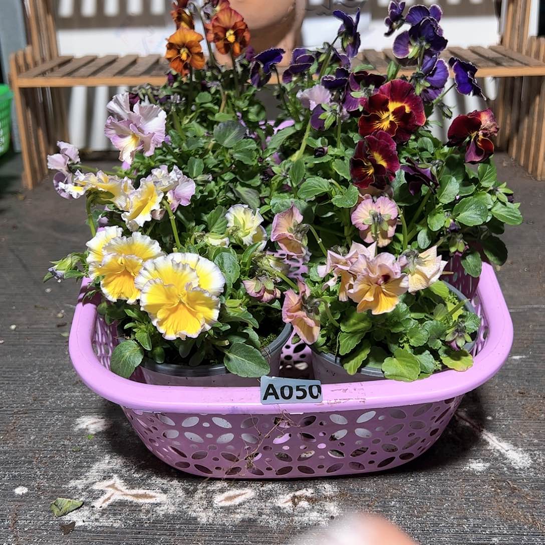 【闪购商品】050号