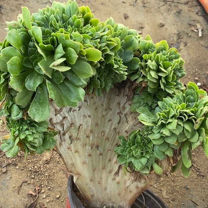 绿玫瑰缀92多肉植物法师法师