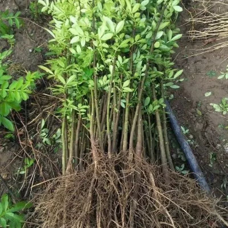 阳光果园：优质花椒树苗盆栽地栽南北方种植