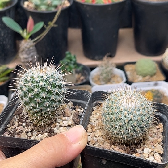 无花朵长刺白王丸实生+梦黄金实生