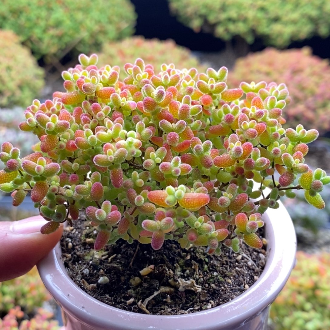 577蜜橘糖球 。        