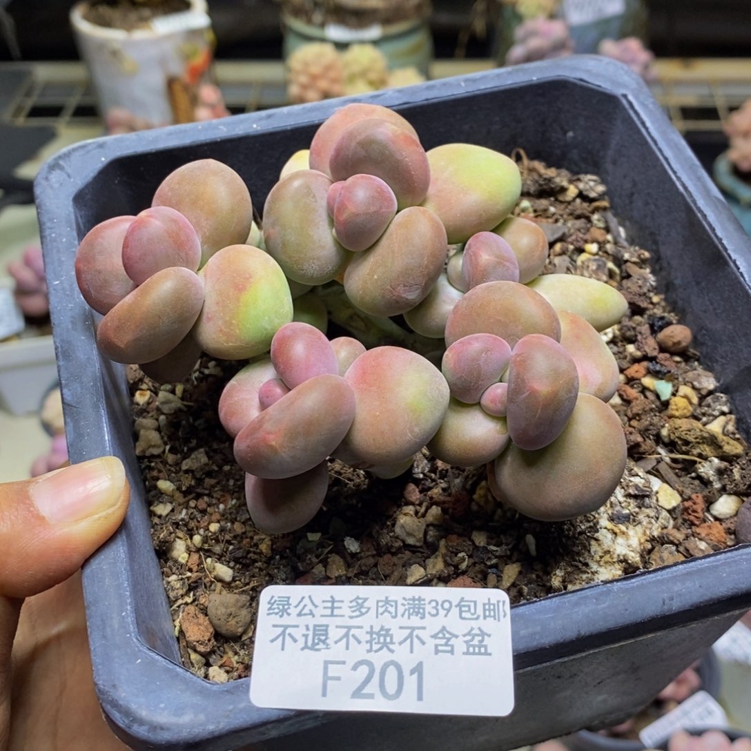 201芒果奶二代多肉7c m