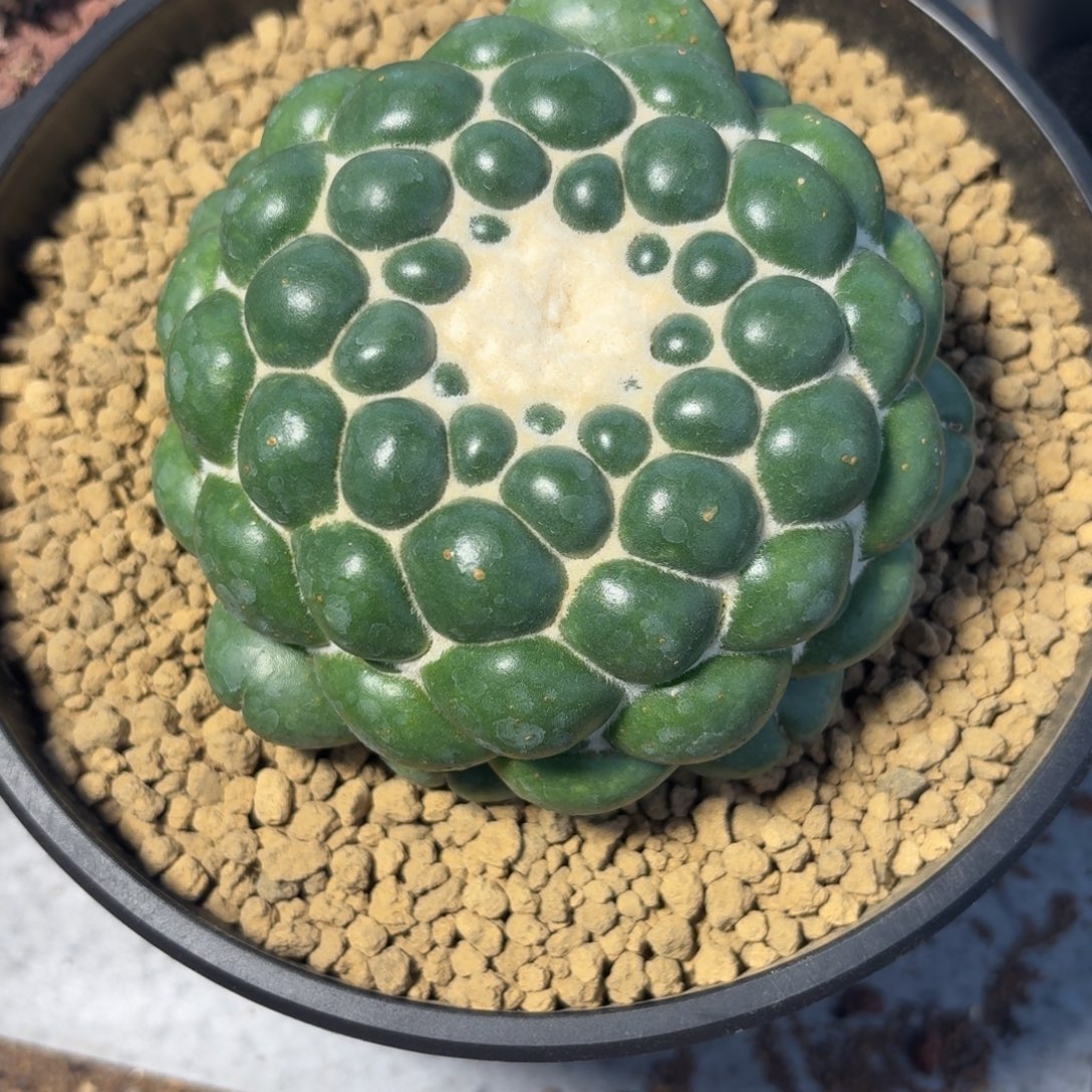 蜘蛛眼无刺象牙纯自根