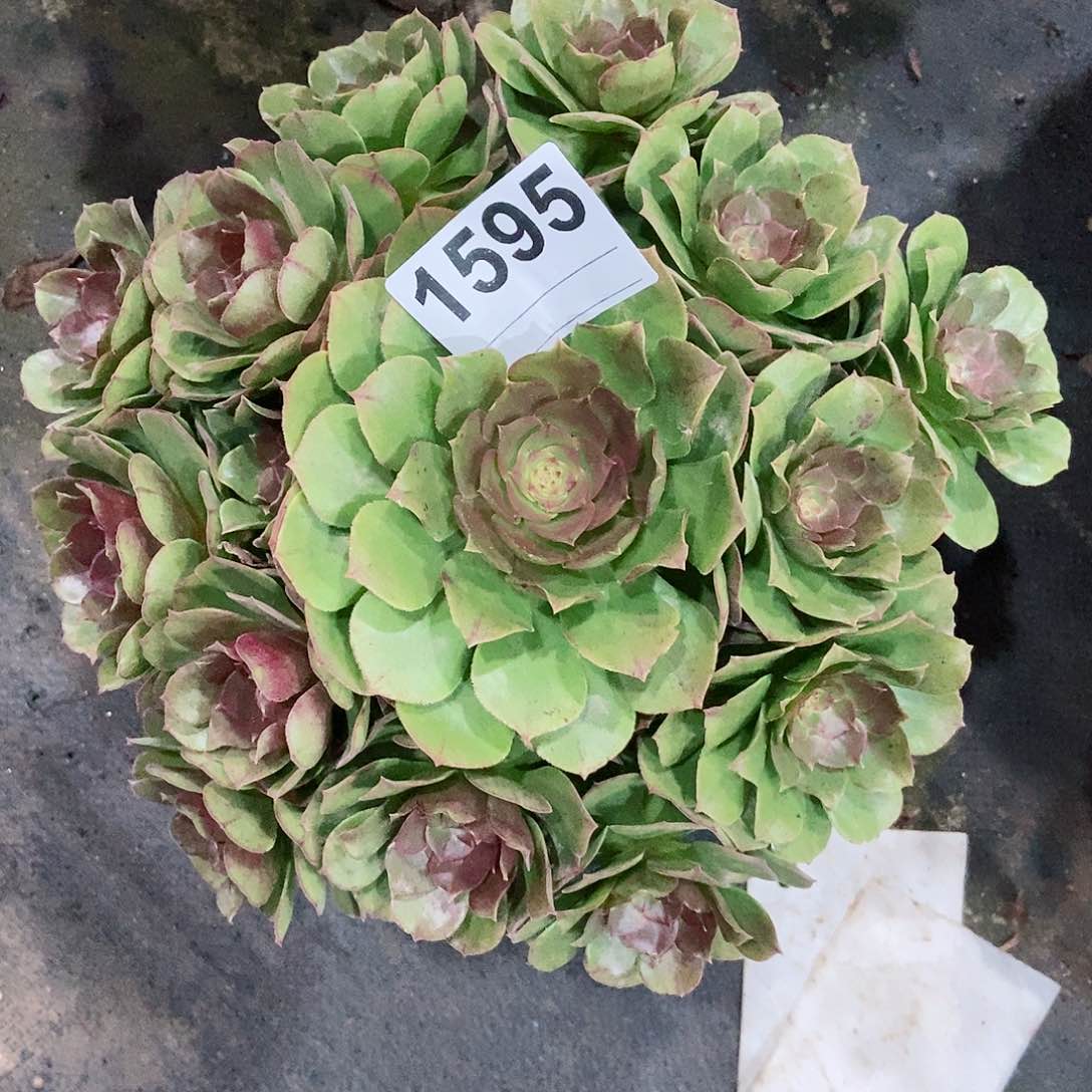 红陶1595万圣3多肉