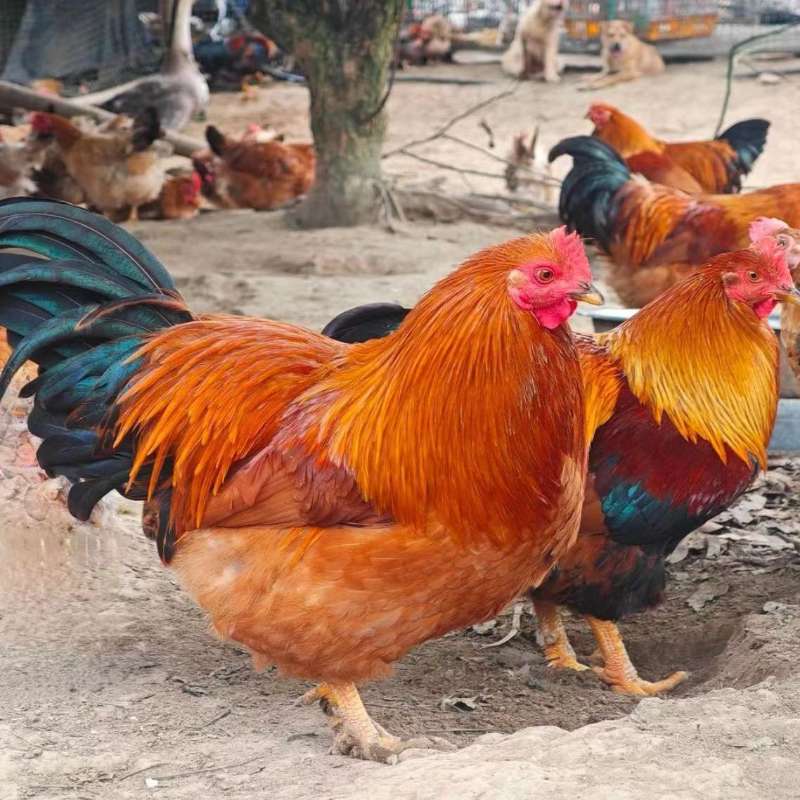 【顺丰包邮】广西散养半年杂粮土阉鸡生鲜鸡高端土鸡白切鸡LY