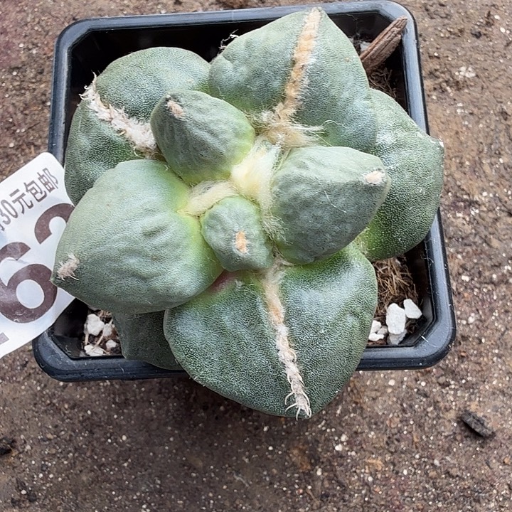 无花朵262白肌大尤牛舌牡丹东三
