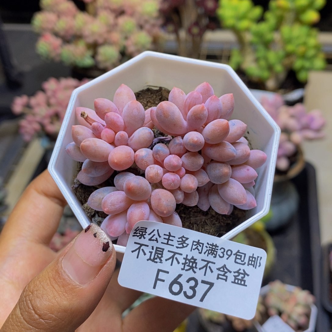 637婴儿手指多肉4c m