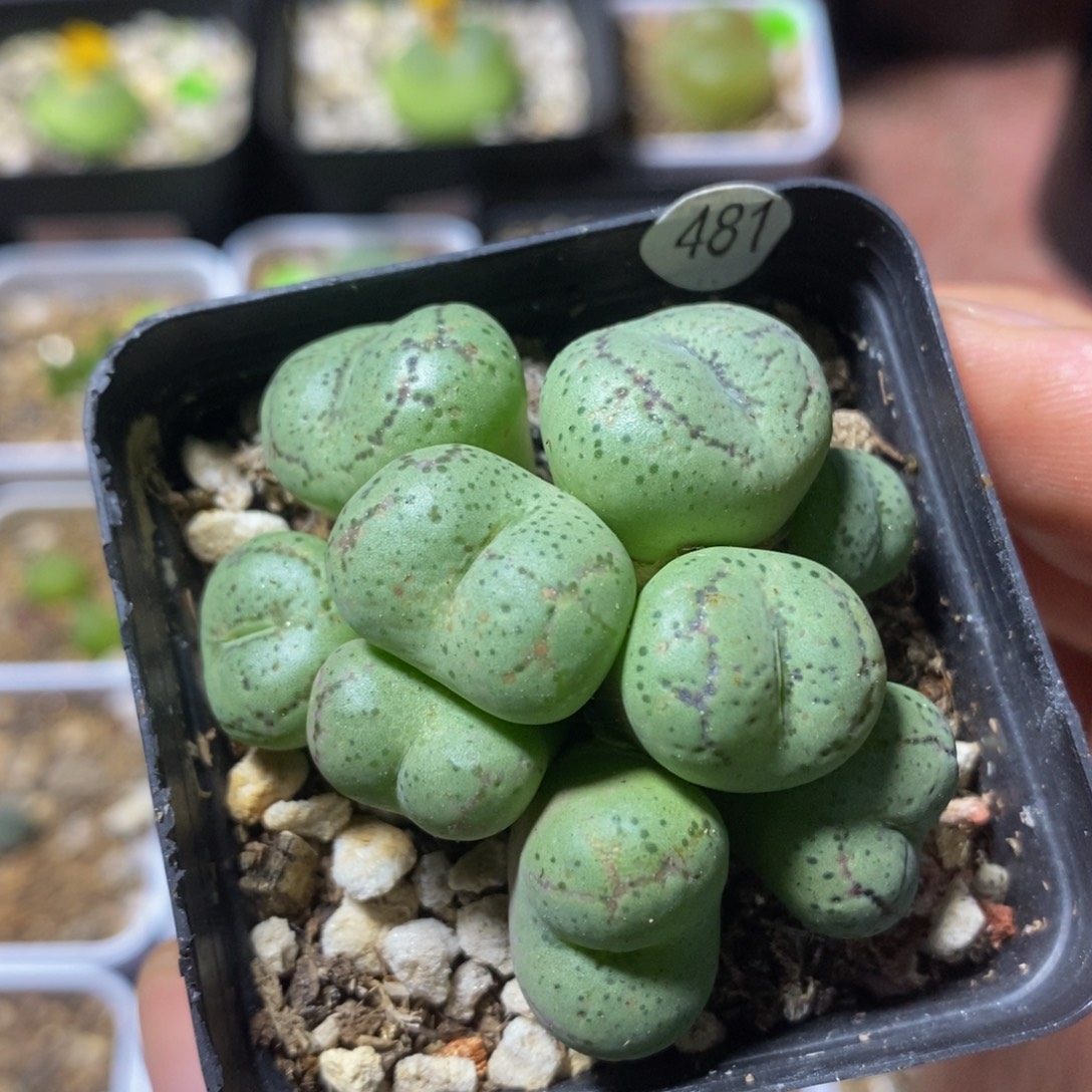 大猴脸群多肉植物481