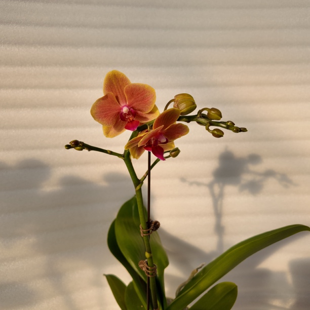 【亲爱的】3.0寸 带花带花苞