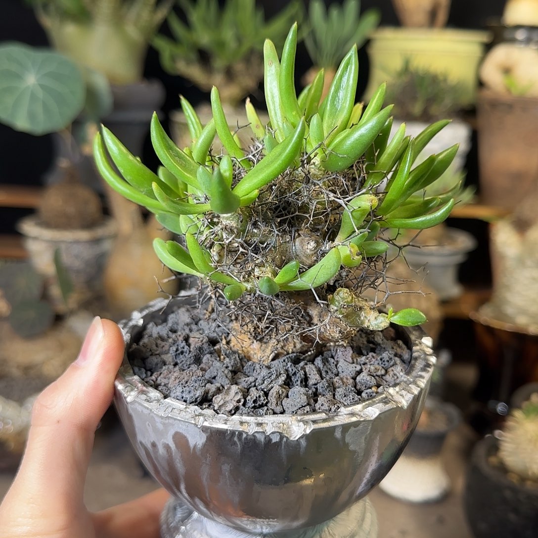 一物一拍万物想奇峰锦590 