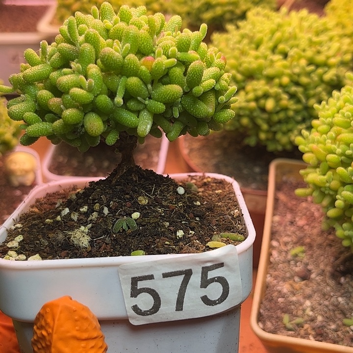 头***清无花朵575金桔糖球