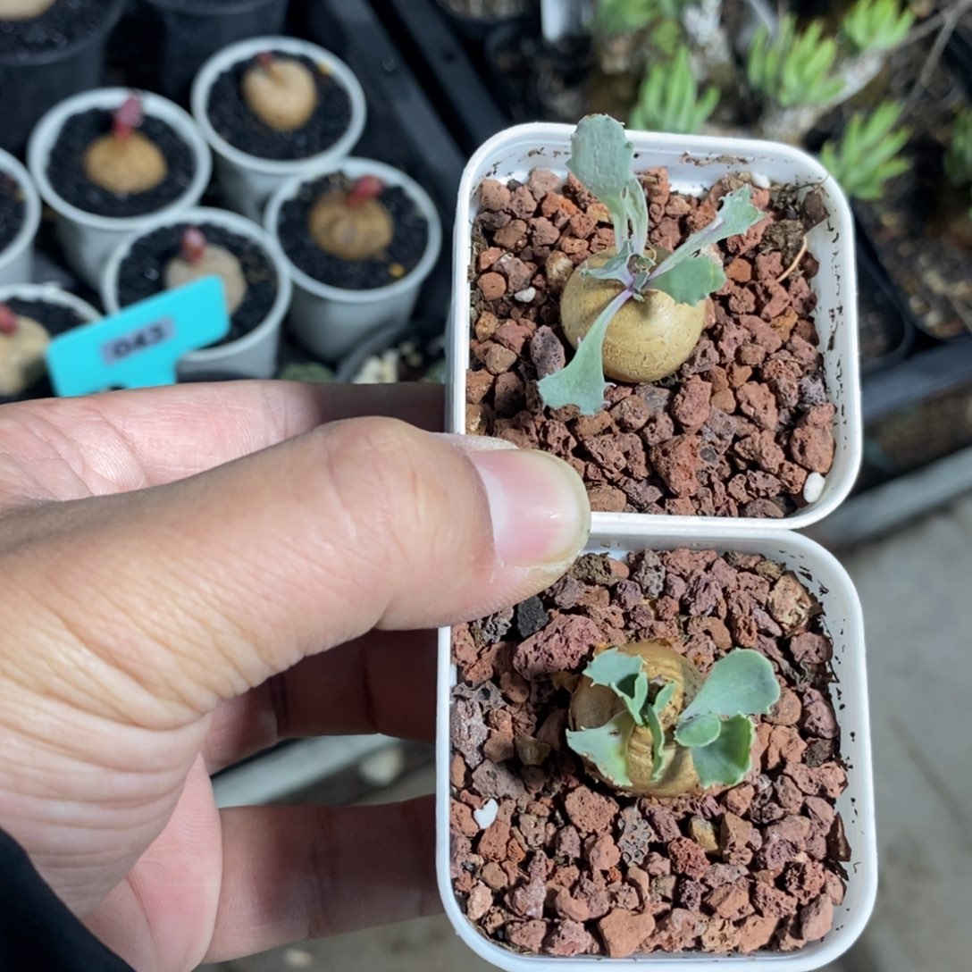 格加厚炖菊两颗多肉