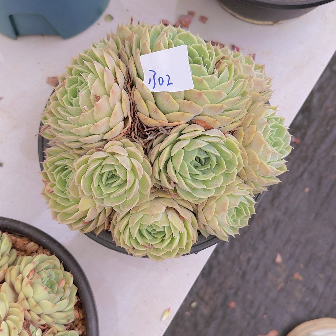 轻**雨1702昂斯诺多肉