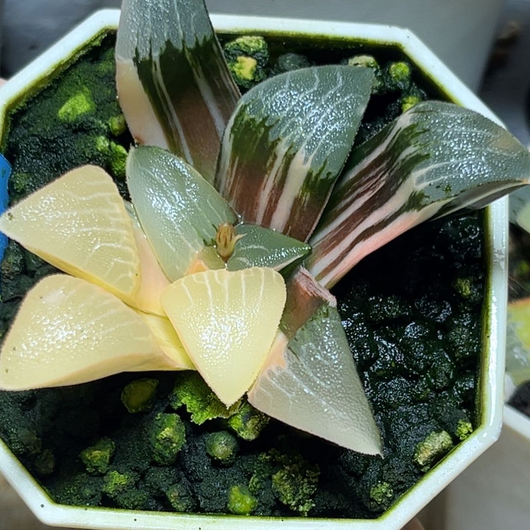 恭喜发财大吉大利801