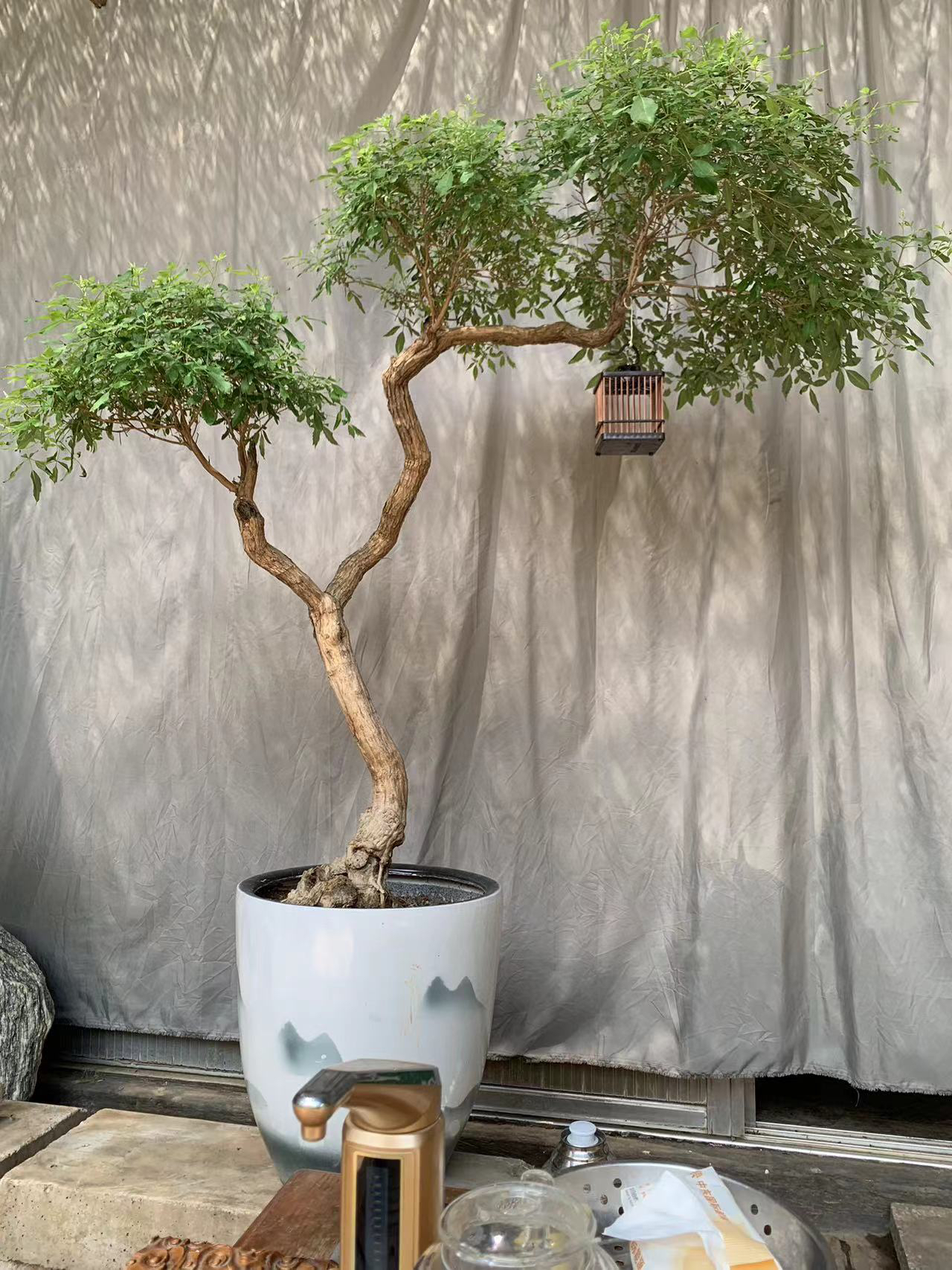 【直播间一物一拍，请勿私自下单】意境黄荆盆景