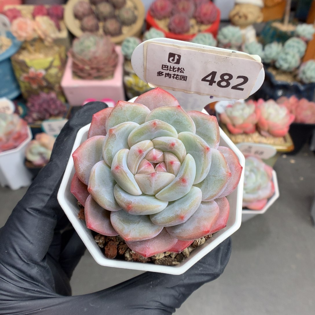482 粉粉的糖心多肉