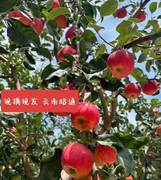 云南昭通丑苹果现摘脆甜多汁冰糖心当季新鲜水果