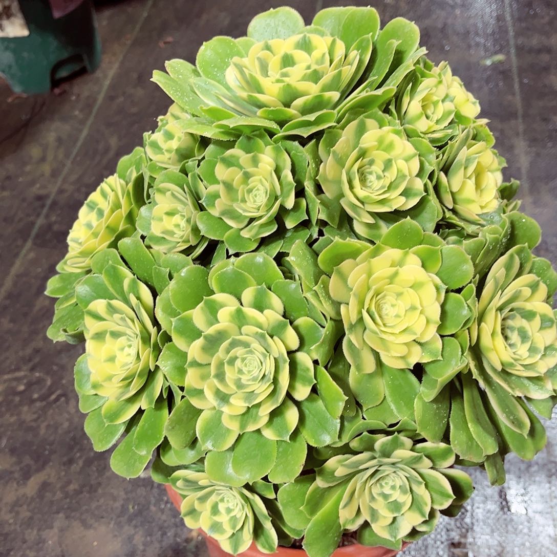 希尼亚法师多肉植物