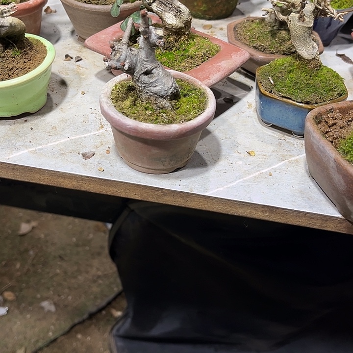 无花朵海棠海棠111111111111111