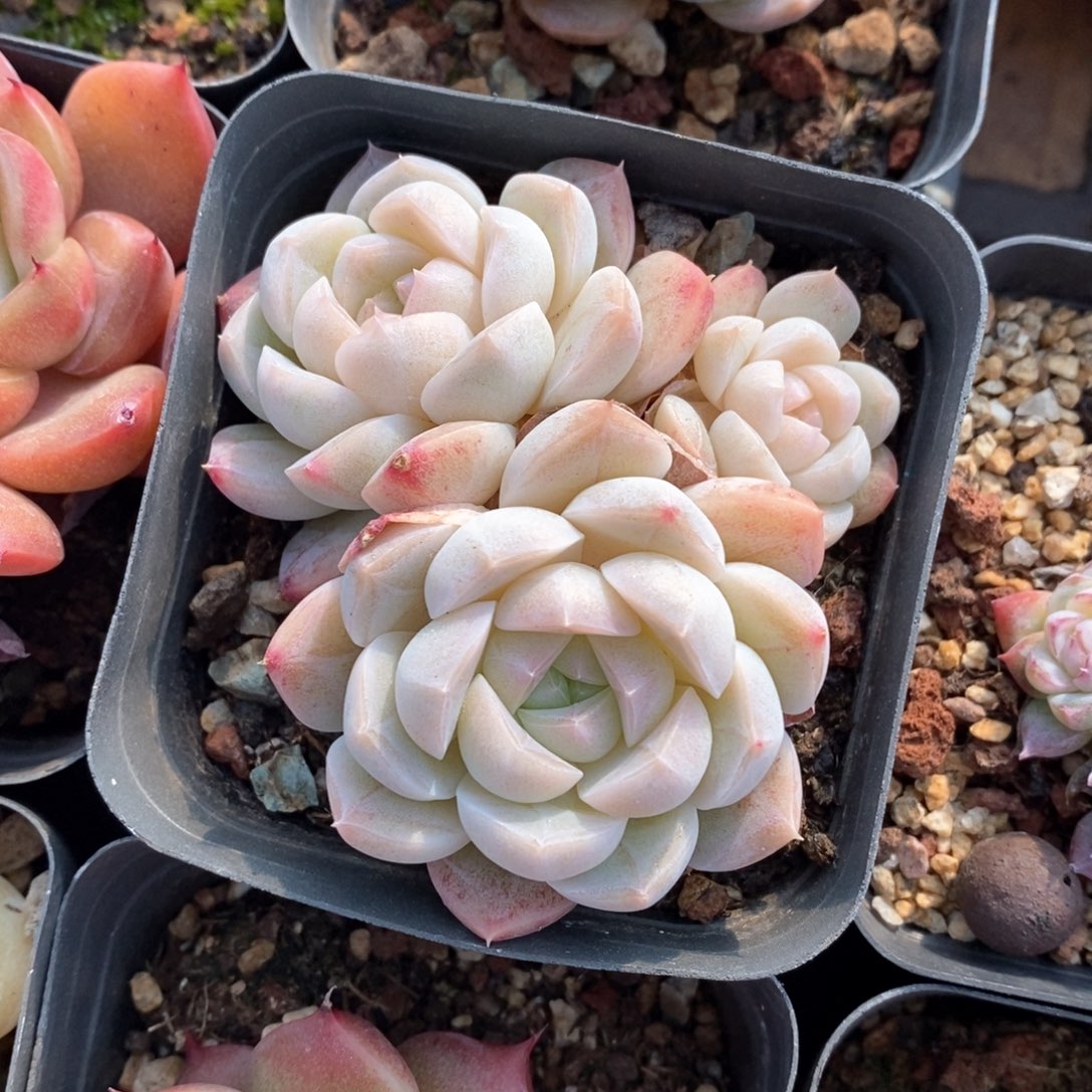 精品多肉一物一拍不包整012