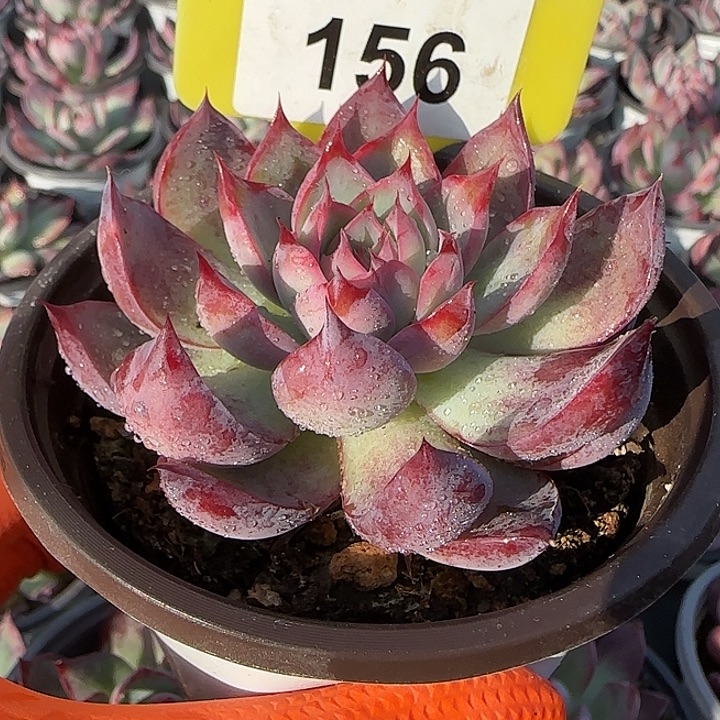 156 惊鸿仙子多肉植物7-9cm