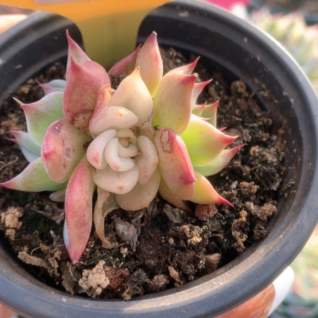 077锦锦锦锦锦锦锦锦